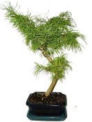 Pseudolarix 451