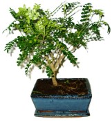 Ficus retusa - fíkovník - bonsai 441kwe