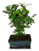 Ficus retusa - fíkovník - bonsai 441kwe