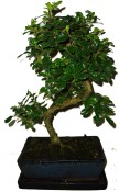 Carmona microphylla - čaj fuki 513 bonsai