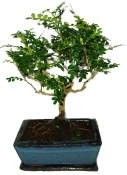 Ficus retusa - fíkovník - bonsai 441kwe
