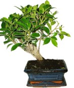 Ficus retusa - fíkovník - bonsai 441kwe