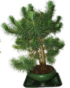 Bonsai Pinus halepensis 428