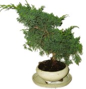 Juniperus - Jalovec 032 - venkovní bonsaje