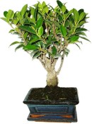 Ficus retusa - fíkovník - bonsai 441kwe