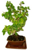 Bouganvillea 536 - pokojové bonsaje