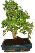 Tlustice - Portulacaria Afra 412kwe