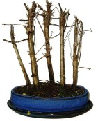 Metasequola - sekvoj 580 - venkovní bonsaje