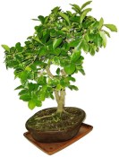 Acerola - Mapighia - tropická barbadosská třešeň 588