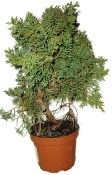Juniperus - Jalovec 041 - venkovní bonsaje