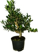 Olivovník - olea europaea 043