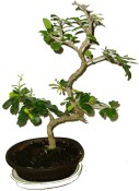 Malphigia - Barbadosská třešeň - Acerola 589