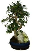 Zelkova 591 - pokojové bonsaje 