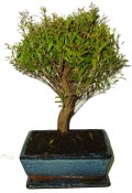 Syzygium 593 - venkovní bonsaje