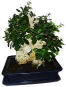 Pokojová bonsaj Carmona microphylla - čaj fuki 594