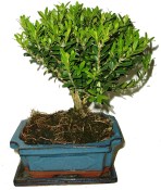 Buxus harlandi - korkový buxus - 595