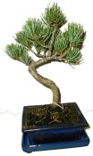 Pinus pentaphila 597 - venkovní bonsaje