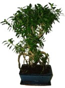 Serissa foetida - strom tísíce hvězd 598