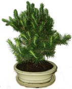 Bonsai Pinus halepensis 600