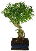 Serissa foetida - strom tísíce hvězd 601