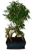 Serissa foetida - strom tísíce hvězd 604