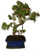 Venkovní bonsaje - Azalka - Rhododendron 604