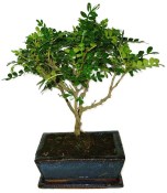 Caragona spinosa - čínský pepř 605 - bonsai