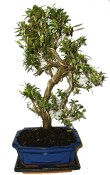 Venkovní bonsaje - Azalka - Rhododendron 605