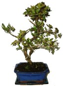 Venkovní bonsaje - Azalka - Rhododendron 606