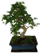 Zelkova 607 - pokojové bonsaje 