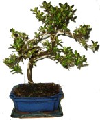 Venkovní bonsaje - Azalka - Rhododendron 607