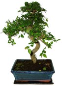 Zelkova 608 - pokojové bonsaje 