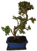 Venkovní bonsaje - Azalka - Rhododendron 608