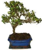 Venkovní bonsaje - Azalka - Rhododendron 609