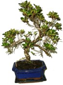 Venkovní bonsaje - Azalka - Rhododendron 610