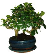 Pokojová bonsaj Carmona microphylla - čaj fuki 611