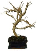 Pseudolarix 611