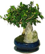 Pokojová bonsaj Carmona microphylla - čaj fuki 614