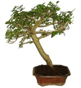 Ligustrum sp. ptačí zob 615