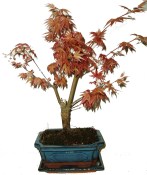 Acer palmatum - Javor dlanitolistý 615