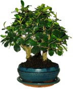 Pokojová bonsaj Carmona microphylla - čaj fuki 616