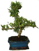 Ilex microphylla 616 - venkovní bonsaje