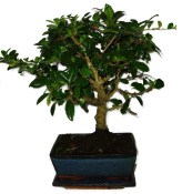 Pokojová bonsaj Carmona microphylla - čaj fuki 617