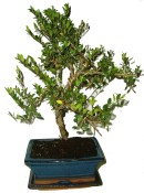 Ilex 617 - venkovní bonsaje