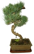 Pinus pentaphila 620 - venkovní bonsaje