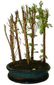 Metasequoia - sekvoj 624 - venkovní bonsaje