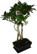 Ficus retusa - fíkovník - bonsai 625