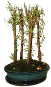 Metasequoia - sekvoj 625 - venkovní bonsaje