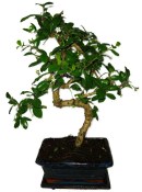 Pokojová bonsaj Carmona microphylla - čaj fuki 626