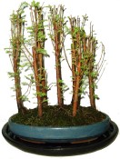 Metasequoia - sekvoj 626 - venkovní bonsaje